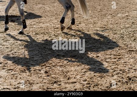 Belle ombre et silhouette d'un cheval de compétition de saut d'obstacles gris dans l'arène Banque D'Images