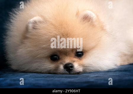 Portrait en gros plan d'un chiot Spitz couché sur velours bleu - portrait Banque D'Images