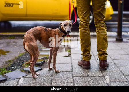 Whippet chien montre des signes d'être froid pendant un jour de pluie à Budapest Banque D'Images