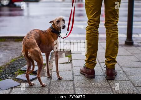 Whippet chien montre des signes d'être froid pendant un jour de pluie à Budapest Banque D'Images