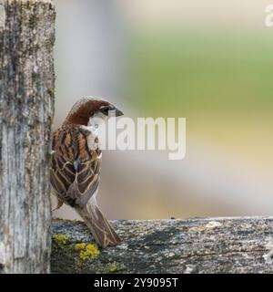 Moineau d'arbre eurasien (passer montanus) assis sur une clôture Banque D'Images