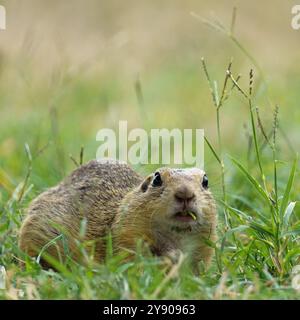 Portrait d'un drôle d'écureuil terrestre européen (Spermophilus citellus) également connu sous le nom de 'Ziesel' une espèce menacée assise dans une prairie à au Banque D'Images