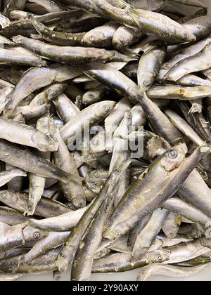 Beaucoup de sprats fraîchement congelés vue de dessus. Banque D'Images