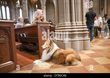 New York, New York, États-Unis. 6 octobre 2024. Un propriétaire regarde son beau collie rugueux comme il est assis dans l'allée de l'église après avoir été béni. Les gens ont apporté leurs animaux de compagnie bien-aimés à Trinity Church à Wall Street, Manhattan, où une cérémonie de bénédiction des animaux a eu lieu. La cérémonie est catholique qui célèbre l'amour de Saint François d'assis pour les animaux et tombe le ou vers le 4 octobre, selon le jour où elle tombe. (Crédit image : © Bianca Otero/ZUMA Press Wire) USAGE ÉDITORIAL SEULEMENT! Non destiné à UN USAGE commercial ! Banque D'Images