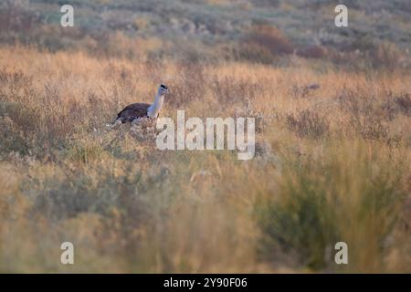 Grande outarde indienne (Ardeotis nigriceps) ou outarde indienne, parmi les plus lourds des oiseaux volants, dans le parc national du désert au Rajasthan, en Inde Banque D'Images