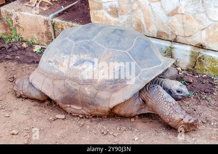 Une tortue géante qui s'étend sur le sol au zoo Banque D'Images