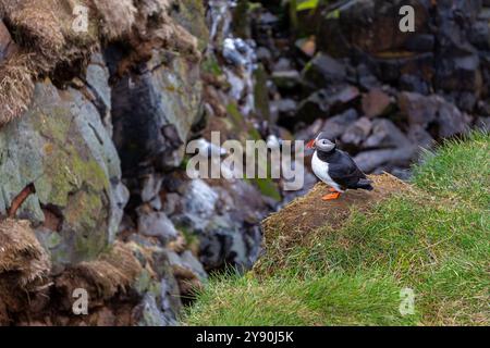 Macareux (Fratercula arctica, macareux commun) debout sur le bord de la falaise rocheuse et herbeuse de la marina de Hafnarholmi à Borgarfjordur Eystri, Islande Banque D'Images