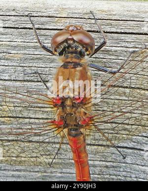 DARTER COMMUN Sympetrum striolatum - un mâle. Photo : Tony Gale Banque D'Images