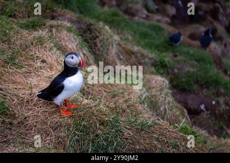 Macareux de l'Atlantique (Fratercula arctica, macareux commun) debout sur les falaises rocheuses et herbeuses de la marina de Hafnarholmi à Borgarfjordur Eystri, Islande. Banque D'Images