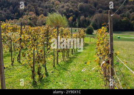 les feuilles de vigne deviennent brunes à mesure que la saison se transforme en automne. Feuilles sur les branches avec des raisins, vert se transformant en brun. vignoble en automne Banque D'Images