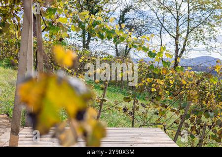 les feuilles de vigne deviennent brunes à mesure que la saison se transforme en automne. Feuilles sur les branches avec des raisins, vert se transformant en brun. vignoble en automne Banque D'Images