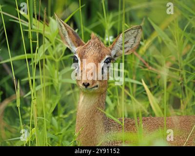 Antilope dik-dik femelle de Kirk (Madoqua kirkii) avec des cils proéminents, se mélangeant à l'habitat d'herbe sèche dans le parc national de Ruaha, Tanzanie, Afrique Banque D'Images