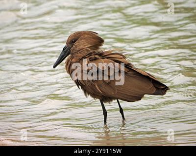 Portrait de la cigogne Hammerkop (Scopus umbretta) avec des plumes volantes au bord de l'eau - Parc national de Ruaha, Tanzanie, Afrique Banque D'Images