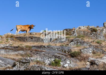 Une vache contemplante profitant de l'atmosphère calme et paisible des montagnes de la Serra da Freita, situées dans le géoparc Arouca au nord du Portugal Banque D'Images