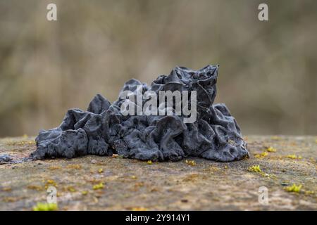 Champignon Exidia nigricans sur le bois. Connu sous le nom de beurre de Warlock. Champignon sauvage noir dans la forêt de plaine inondable. Banque D'Images