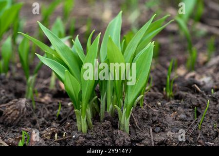 Plante Allium ursinum sur le sol. Connu sous le nom de Ramsons, Wild ail ou rampes. Plantes comestibles de germes verts dans la forêt de plaine inondable. Banque D'Images