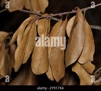 Feuilles de chêne mortes suspendues sur une brindille concept d'automne feuillage de feuilles séchées. Banque D'Images