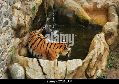 Tigre eau potable d'une piscine rocheuse dans un sanctuaire de la faune Banque D'Images