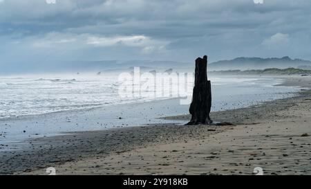 Une souche d'arbre sur une plage déserte à Little Wanganui sur la côte ouest, Karamea, île sud, Aotearoa / Nouvelle-Zélande Banque D'Images