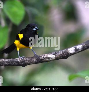 Oriole à carénage noir (icterus prosthemelas) au Costa Rica Banque D'Images