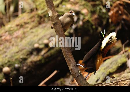 Le magnifique oiseau de paradis (Diphyllodes magnificus) est une espèce d'oiseau de paradis. Cette photo a été prise dans la montagne Arfak, en Indonésie. Banque D'Images