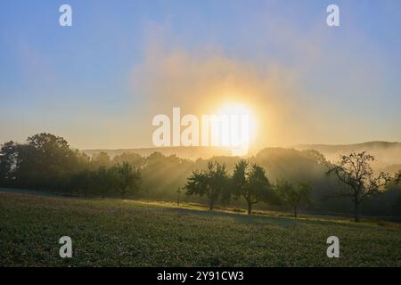 Lever de soleil sur un champ de trèfles brumeux avec des arbres fruitiers baignés de lumière dorée, Grossheubach, Miltenberg, Spessart, Bavière, Allemagne, Europe Banque D'Images