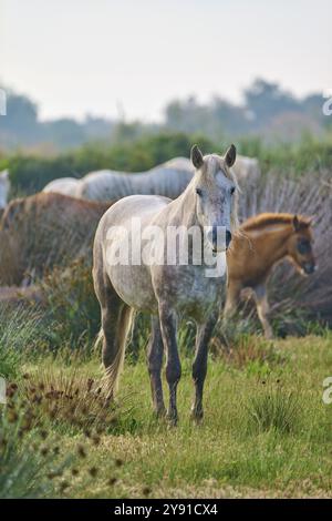 Troupeau de chevaux de Camargue blanche avec des poulains paissant paisiblement sur un pâturage vert, Camargue, France, Europe Banque D'Images