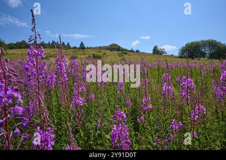 Floraison de sally (Epilobium angustifolium), prairie devant une colline sous un ciel clair, Abtsroder Kuppe, Abtsroda, Wasserkuppe, Rhoen, Hesse, Allemagne, Banque D'Images