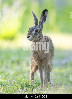 Lièvre européen (Lepus europaeus) debout sur une piste de terre et regardant attentivement, faune, Thuringe, Allemagne, Europe Banque D'Images