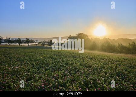 Lever de soleil sur un champ de trèfles brumeux avec des arbres fruitiers baignés de lumière dorée, Grossheubach, Miltenberg, Spessart, Bavière, Allemagne, Europe Banque D'Images