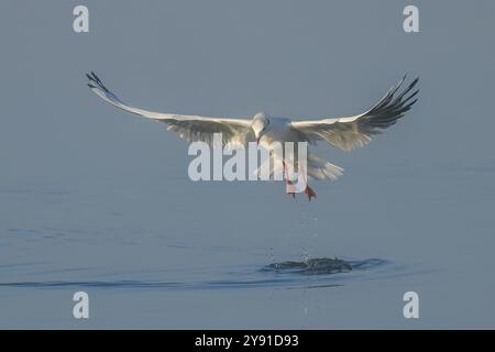 Goéland à tête noire (Larus ridibundus) en plumage hivernal, décollant au-dessus de l'eau, lumière du matin, faune sauvage, oiseau d'eau, côte de la mer Baltique, FEH Banque D'Images