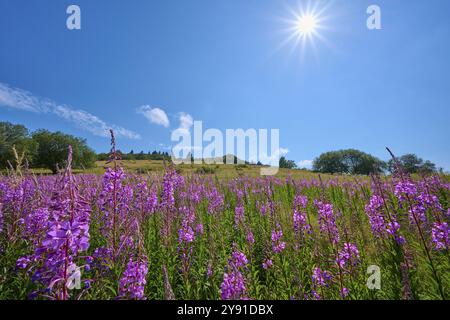 Floraison de sally (Epilobium angustifolium), prairie devant une colline sous un ciel clair, Abtsroder Kuppe, Abtsroda, Wasserkuppe, Rhoen, Hesse, Allemagne, Banque D'Images