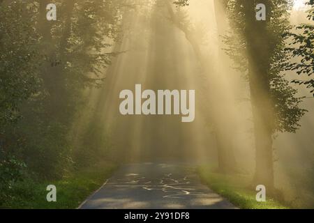 Route forestière au lever du soleil, les rayons de lumière traversent les arbres dans une atmosphère brumeuse, Grossheubach, Miltenberg, Spessart, Bavière, Allemagne, Europe Banque D'Images