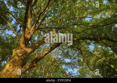 Vue sur la couronne d'un frêne avec une dense canopée de feuilles et la lumière du soleil brille à travers les branches, automne, Grossheubach, Miltenberg, main, SP Banque D'Images