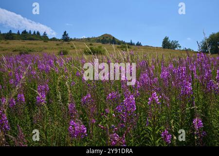 Floraison de sally (Epilobium angustifolium), prairie devant une colline sous un ciel clair, Abtsroder Kuppe, Abtsroda, Wasserkuppe, Rhoen, Hesse, Allemagne, Banque D'Images