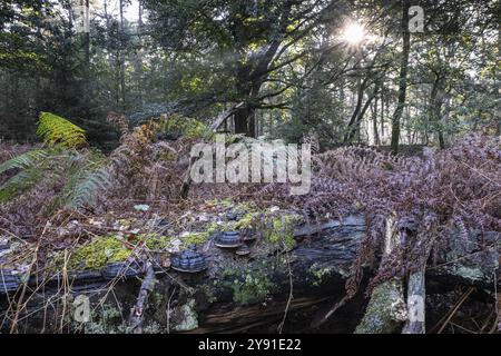 Fougère bracken (Pteridium aquilinum) et champignon de l'étain (Fomes fomentarius) dans une forêt de hêtres (Fagus sylvatica) baignée de lumière, Emsland, basse-Saxe, Ger Banque D'Images