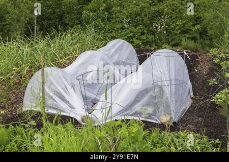 Plantes de légumes mixtes poussant dans des cloches de tunnel en tissu blanc dans le potager dans la cour arrière au printemps, Québec, Canada, Amérique du Nord Banque D'Images