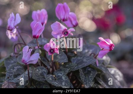 Cyclamen hederifolium ou cyclamen napolitain (Cyclamen hederifolium), Emsland, basse-Saxe, Allemagne, Europe Banque D'Images