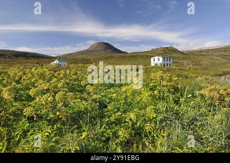 Angelica, LaeknishusiÃ° ou Laeknishusid, l'ancienne maison du médecin, Hesteyri, HesteyrarfjoerÃ°ur ou Hesteyrarfjoerdur, Hornstrandir, Westfjords, Islande Banque D'Images