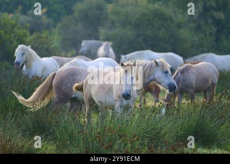 Un troupeau de chevaux blancs de Camargue qui paissent paisiblement dans un pâturage vert un jour d'été, Camargue, France, Europe Banque D'Images