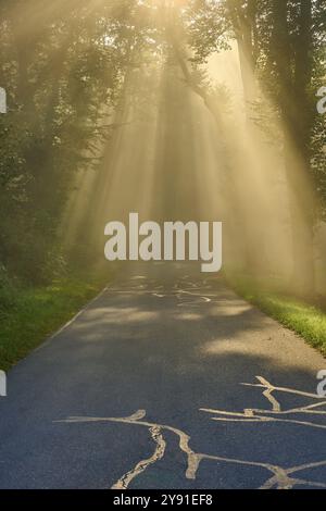 Route forestière au lever du soleil, les rayons de lumière traversent les arbres dans une atmosphère brumeuse, Grossheubach, Miltenberg, Spessart, Bavière, Allemagne, Europe Banque D'Images