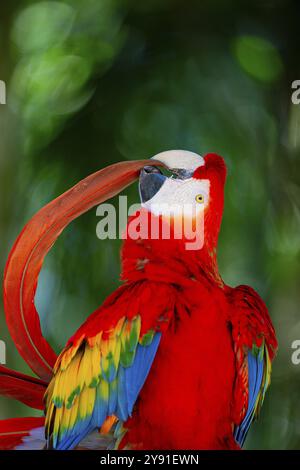 Scarlet Macaw (Ara Macao) Pantanal Brésil Banque D'Images