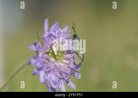 Violet vert de quai (Adscita statices), assis sur une fleur au soleil, basse-Saxe, Allemagne, Europe Banque D'Images