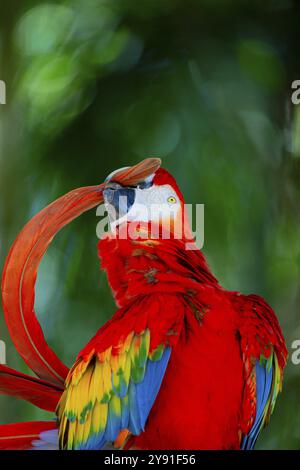 Scarlet Macaw (Ara Macao) Pantanal Brésil Banque D'Images