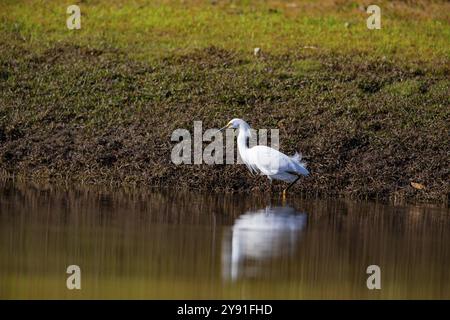 Grande aigrette blanche (Egretta thula) Pantanal Brésil Banque D'Images