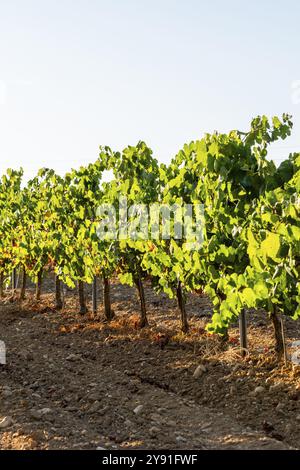 Des rangées soignées de vignes s'étendent à travers le paysage sous un ciel bleu clair, dans les vignobles Penedes dans la province de Barcelone en Catalogne, Espagne, Europe Banque D'Images