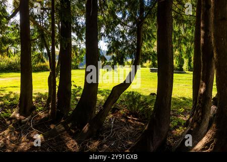 WESTERN Red Cedars dans Millersylvania State Park, État de Washington, États-Unis Banque D'Images