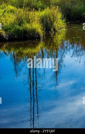Ruisseau le long de la promenade de Fen Way dans le parc d'État de Millersylvania, État de Washington, États-Unis Banque D'Images
