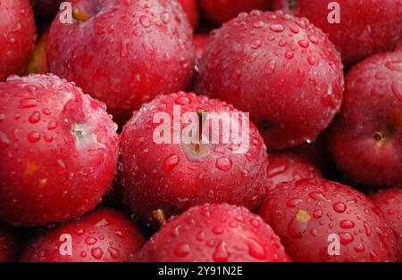 Photographie rapprochée de pommes de verger rouges fraîchement cueillies couvertes de gouttes de pluie. Banque D'Images