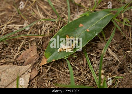 Petite famille d'oeufs de fourmis en mouvement et vie de bug nouveau-né sur feuille verte à la saison sèche Banque D'Images